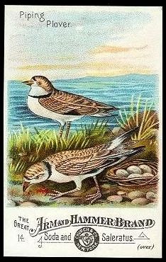 14 Piping Plover